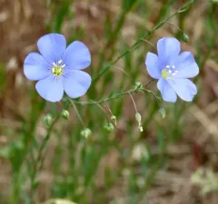 perennial flax thumbnail 1