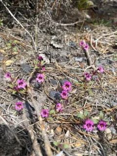 Jepson's Monkeyflower thumbnail 2