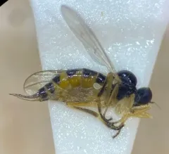 Leptopeza flavipes thumbnail 3