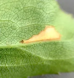 Scrobipalpula sacculicola thumbnail 2