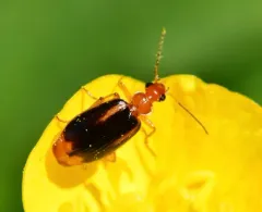 Lebia solea thumbnail 1