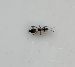 Aeolothrips albicinctus thumbnail 2