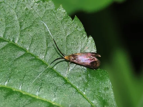 Southern Longhorn Moth