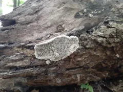 Common Mazegill thumbnail 3