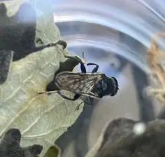 Black Pegleg thumbnail 4