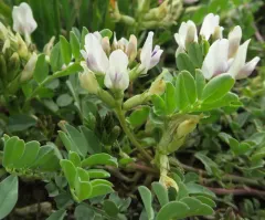 Humboldt River milkvetch thumbnail 2