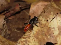 Eastern Orange-tailed Leafwalker thumbnail 4