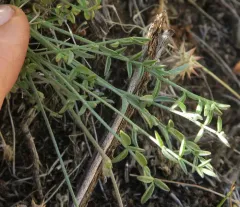 Arcane Milkvetch thumbnail 2