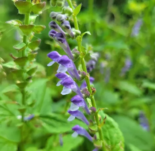 Somerset Skullcap