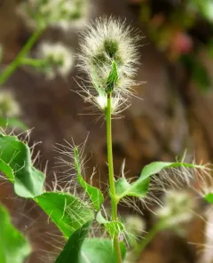 longbeard hawkweed thumbnail 3