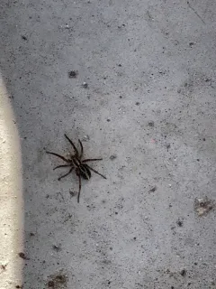 lance wolf spider thumbnail 3