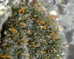 Steppe mouse-moss thumbnail 4