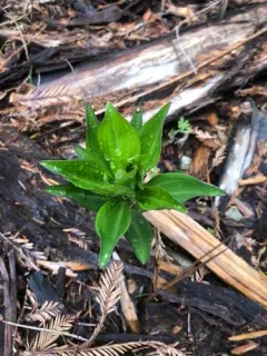 redwood lily thumbnail 2