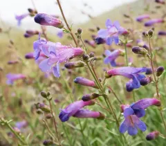 narrow-leaf penstemon thumbnail 4