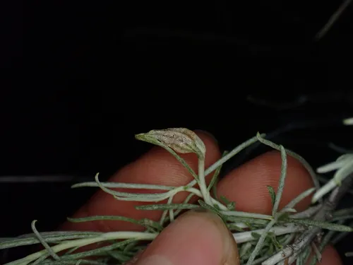 Rabbitbrush stem gall moth