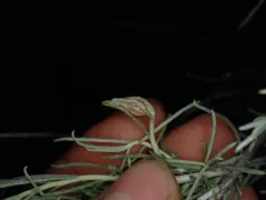 Rabbitbrush stem gall moth thumbnail 1