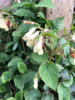 Creeping Comfrey thumbnail 2
