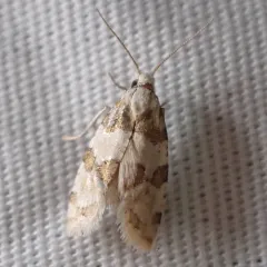 Silver-bordered Aethes thumbnail 2