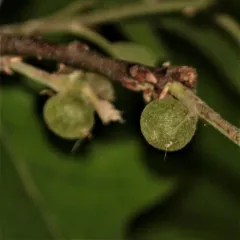 Succulent Oak Gall Wasp thumbnail 4
