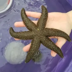 Polar Six-rayed Star thumbnail 4