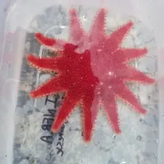 Rose Sun Star thumbnail 2