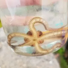 Daisy Brittle Star thumbnail 4