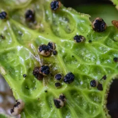 Plectocarpon lichenum thumbnail 1