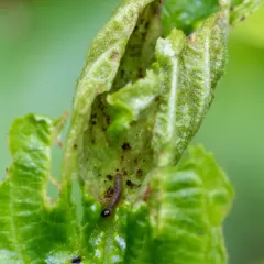 Coffeeberry Midrib Gall Moth thumbnail 3