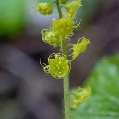 Brewer's Mitrewort thumbnail 3