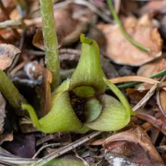 green-flowered wild ginger thumbnail 2