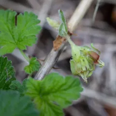 trailing gooseberry thumbnail 2