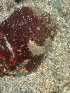 Flabelligera infundibularis thumbnail 2