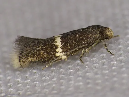 buff grass-miner
