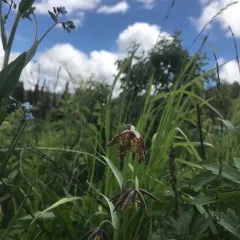 spotted fritillary thumbnail 1
