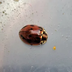Streaked Lady Beetle thumbnail 2