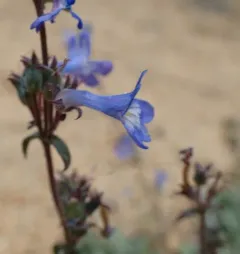 Low Beardtongue thumbnail 3