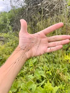Blackseed Needlegrass thumbnail 2