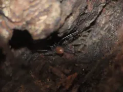 North American cavernicolous Harvestman thumbnail 3