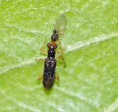 Vertical-lined Phyllobaenus thumbnail 3