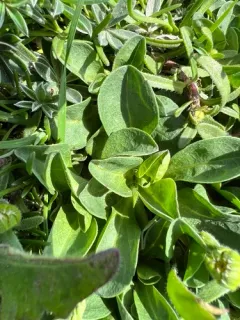 Lasthenia ornduffii thumbnail 1