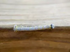 Twilight Moth thumbnail 2