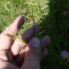 open-field sedge thumbnail 4