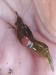 Bopyroides hippolytes thumbnail 3