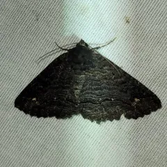 Black Zale Moth thumbnail 2