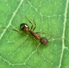 Bearded Carpenter ant thumbnail 2