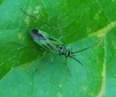 Green Plant Bug thumbnail 2