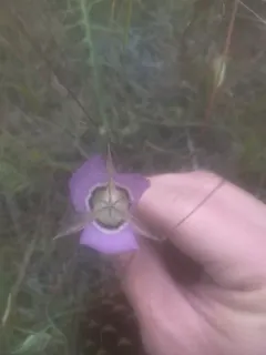 long-haired star-tulip thumbnail 4