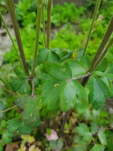 Rose-Columbine Aphid