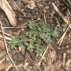 Spotted spurge thumbnail 3