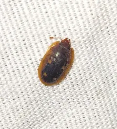 Six-spotted Sap Beetle thumbnail 4